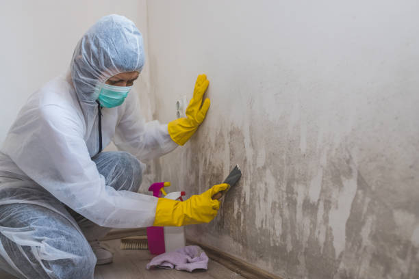 Best Certified Mold Removal  in Elton, LA