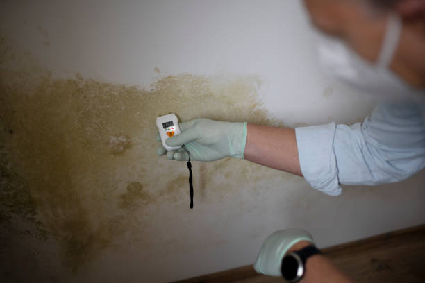 Best Commercial Mold Removal  in Elton, LA