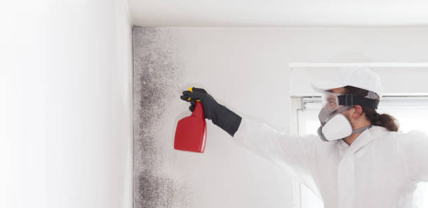 Mold Removal and Inspection in Elton, LA