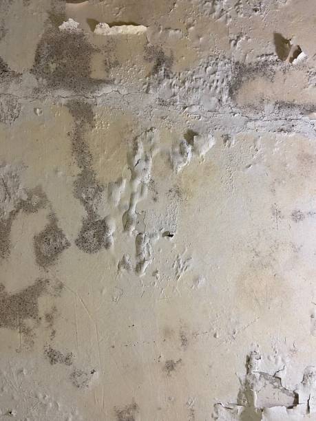 Best Residential Mold Removal  in Elton, LA