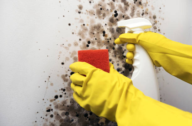 Best Toxic Mold Removal  in Elton, LA