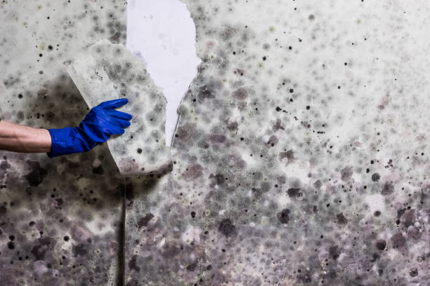 Certified Mold Removal in Elton, LA