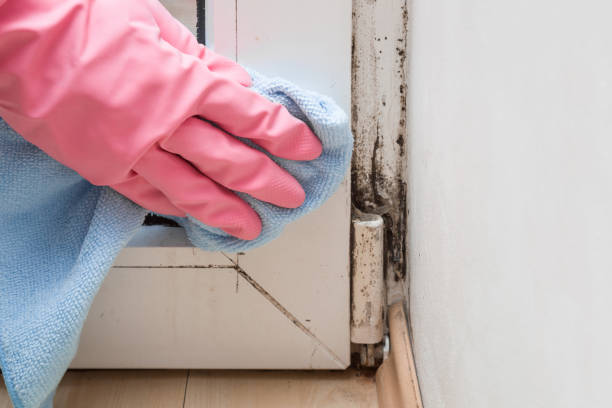 Best Home Mold Removal  in Elton, LA