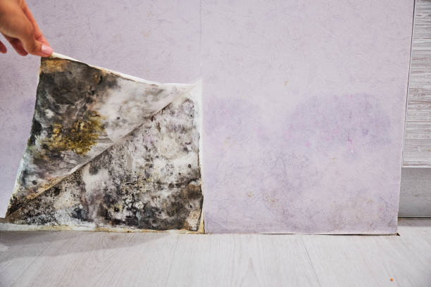 Best Local Mold Removal Service  in Elton, LA